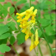 Corydalis Lutea in Nervogen Pro