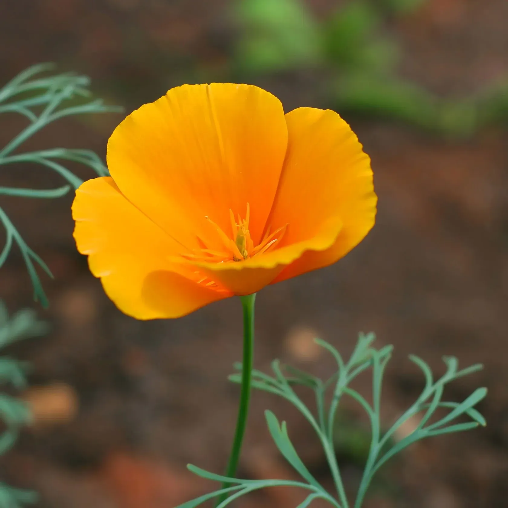 California Poppy Seed Benefits