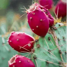 Prickly Pear Benefits